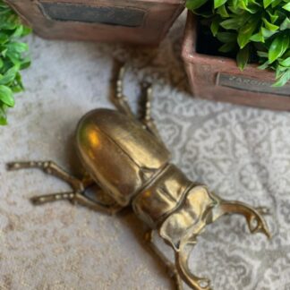 Escarabajo con cuernos largos